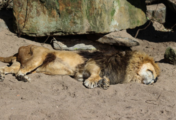 Sleeping African lion (Panthera leo)