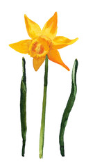  flower of yellow narcissus