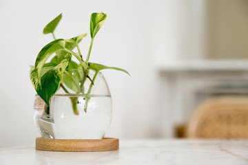 A green aquatic plant in a glass jar on dining table