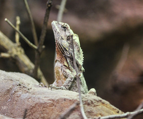 frilled necked lizard (Chlamydosaurus kingii)