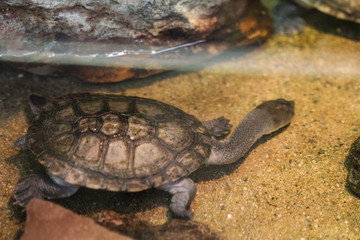 Fototapeta premium Roti Island snake necked turtle (Chelodina mccordi)