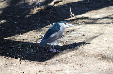 black crowned night heron bird (Nycticorax nycticorax)