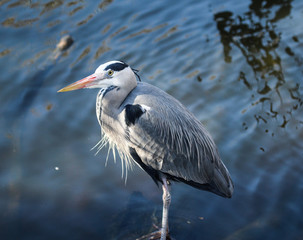 great blue heron (Ardea herodias) by lake