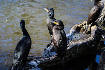 great cormorant (Phalacrocorax carbo)