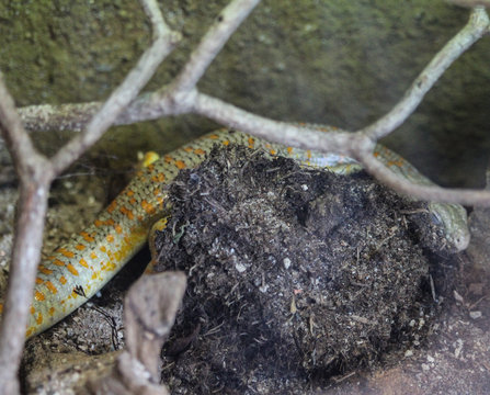 European legless lizard or sheltopusik (Pseudopus apodus)