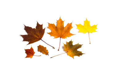 Beautiful autumn leaves on white background. Maple oak tree leaf decorative ornamental photo.