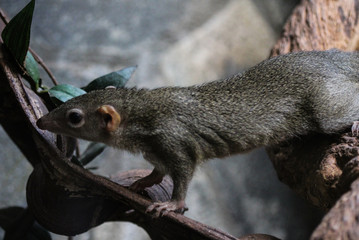 Northern treeshrew (Tupaia belangeri)