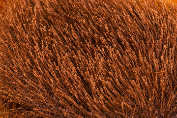 Texture of bright brown faux fur.