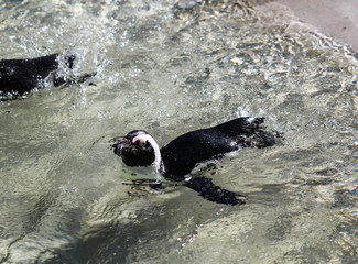 South American Humboldt penguin (Spheniscus humboldti) swimming in sea