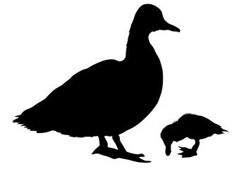 Flock of ducks in nature on a white background