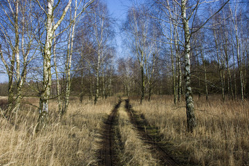 Road through a birch forest