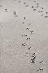 Footprints of seagulls on the beach by the Baltic Sea