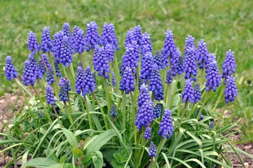 Fototapeta premium Traubenhyazinthen