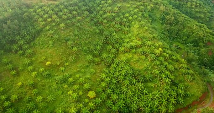 Beautiful drone view of lush palm oil plantation on misty morning at Sukabumi, West Java, Indonesia. Shot in 4k resolution