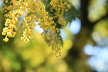 Mimosa