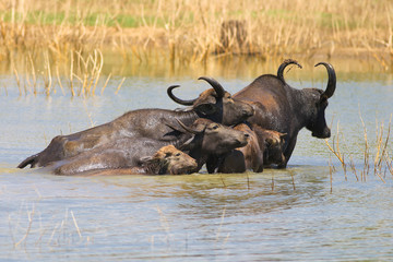 Herd of water buffalo Bubalus bubalis swimming in lake