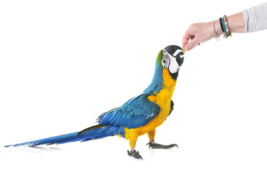 Blue-and-yellow macaw in studio