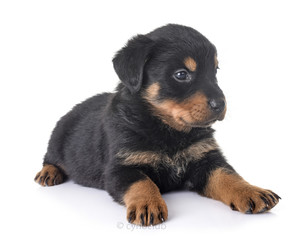 puppy rottweiler in studio