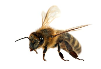 bee or honeybee in Latin Apis Mellifera