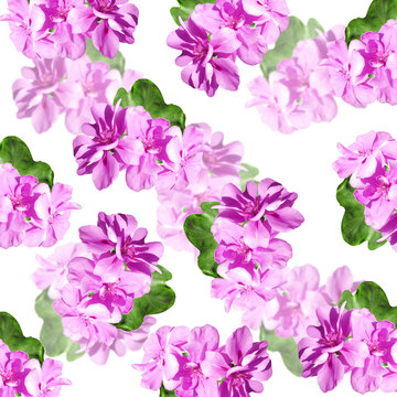 Beautiful floral background of purple pelargonium 