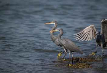 Western Reef Heron (Egretta gularis)