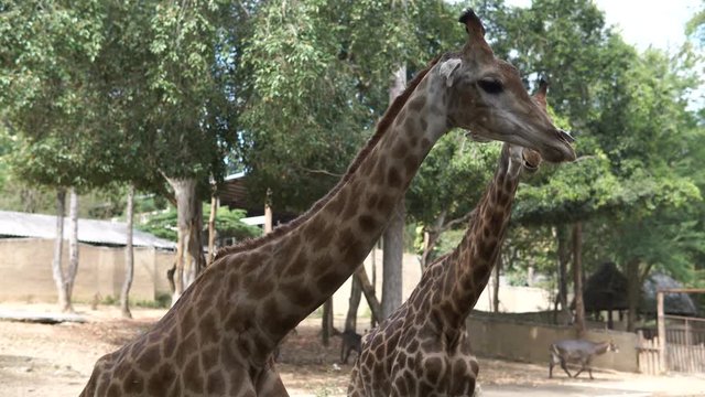 Beautiful Giraffe Close-Up, Giraffa Camelopardalis, The Tallest Animal, African