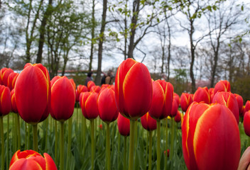 Obraz premium red tulips flowers blooming in a garden