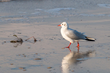 Walking Seagull