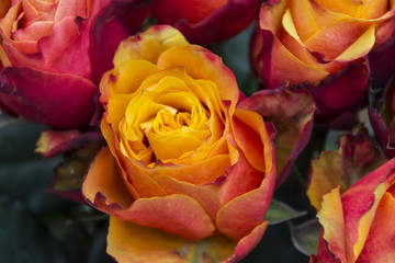 Floral arrangement. Rose flower