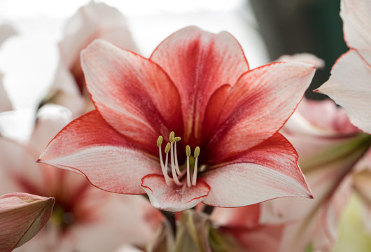 red and white amaryllis flower blooming in a natural garden