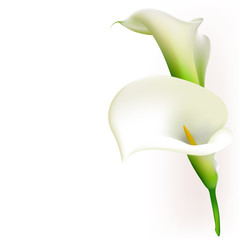 Callas. Flowers. Floral background. White. Bouquet. Border. - obrazy, fototapety, plakaty