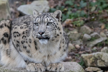 Snow Leopard on the watch