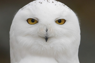 Obraz premium Snowy Owl Portrait