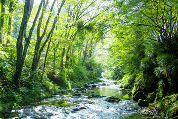 Stream below the trees