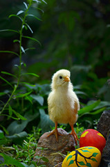 Super hero baby chicken with magic eggs. Easter fairy tale.