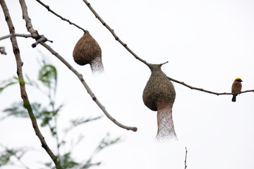 asian golden weaver bird with nest on tree background.