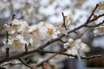 햇빛을 받아 빛나는 매화 꽃잎