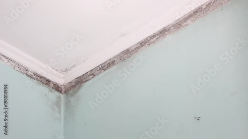 Mold Growth In Building Spores Of Black Mold On The Ceiling