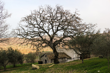 grande quercia con piccola chiesa campestre