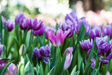Tulip in winter Thailand