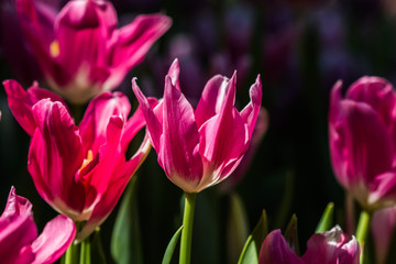 Obraz na płótnie Canvas Tulip in winter Thailand