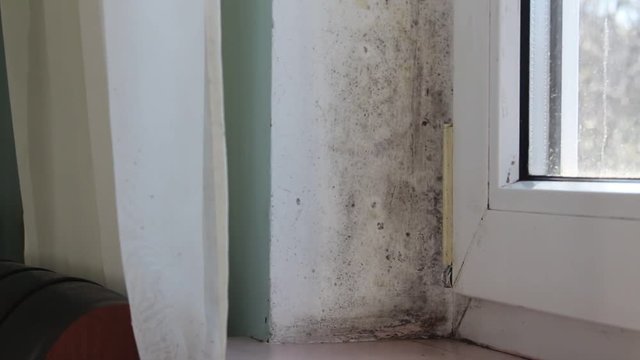 Black mold growth in building. Moldy house corner from inside