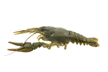 green crayfish on isolated white background
