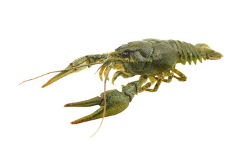 green crayfish on isolated white background