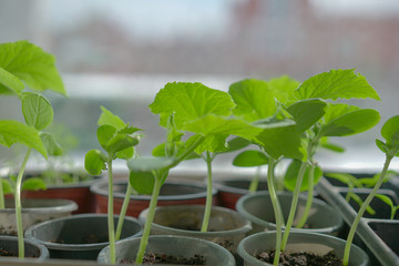 Planting young seedlings in pots. selective focus