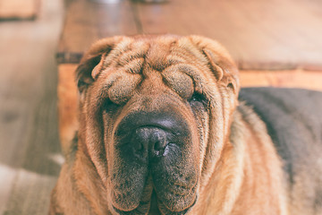 Portrait of a Sharpei dog