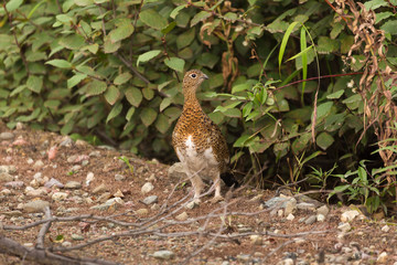 Stone partridge in a summer plumag