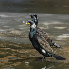 Two adult cormorants (Phalacrocorax carbo) resting on ice, The Netherlands