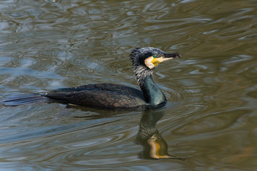 Adult great cormorant  swiming in the canal in winter, The Netherlands