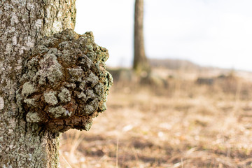 Tree cancer on a birch